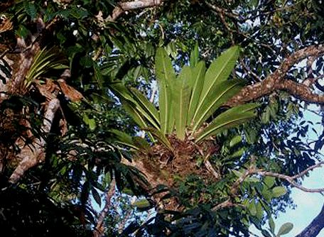 Philodendron insigne Schott Photo Copyright 2008, Joep Moonen, French Guiana