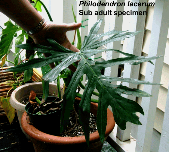 Philodendron lacerum sub adult, Photo Copyright 2008, Steve Lucas, www.ExoticRainforest.com