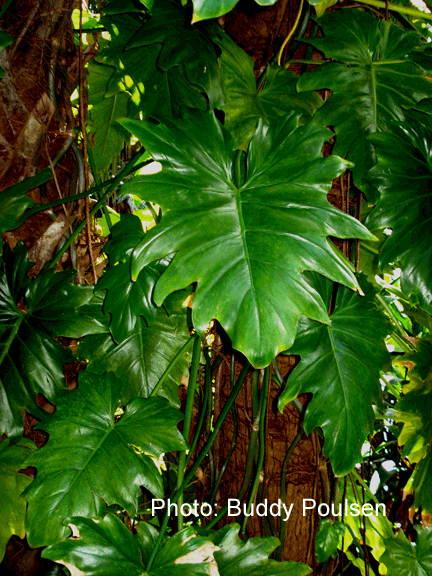 Philodendron lacerum (Jacq.) Schott, Photo Copyright 2008, Buddy Poulsen
