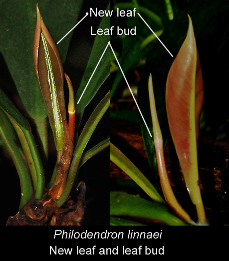 Philodendron linnaei new leaf and leaf bud, Photo Copyright 2998, Steve Lucas, www.ExoticRainforest.com