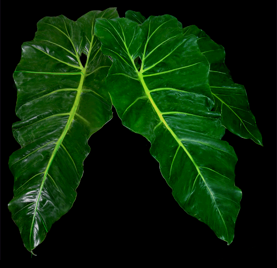 Philodendron maximum K. Krause