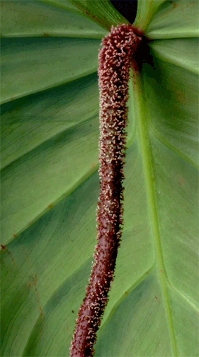 Philodendron nangaritense Croat petiole, Photo Copyright 2007, Steve Lucas, www.ExoticRainforest.com