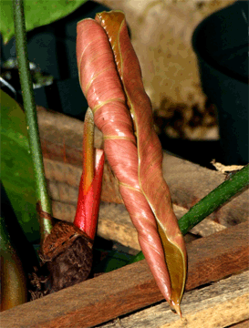 Philodendron nangaritense Croat new leaf, Photo Copyright 2007, Steve Lucas, www.ExoticRainforest.com