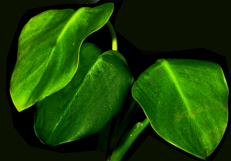 Philodendron rugosum, Photo Copyright 2008, Steve Lucas, www.ExoticRainforest.com
