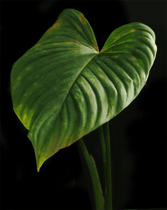 Undecribed Philodendron species from Ecuador, sometimes incorrectly sold as Philodendron rubrocinctum, Photo Copyright 2009, Steve Lucas, www.ExoticRainforest.com