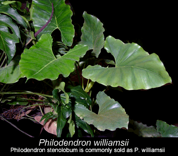 Philodendron williamsii, Photo Copyright Steve Lucas (taken at the International Aroid Society Show, Miami, FL www.ExoticRainforest.com