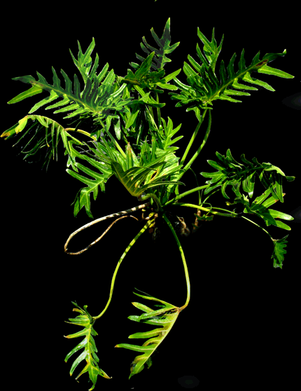 Philodendron xanadu (zanadu), Photo Copyright 2007, Steve Lucas, www.ExoticRainforest.com