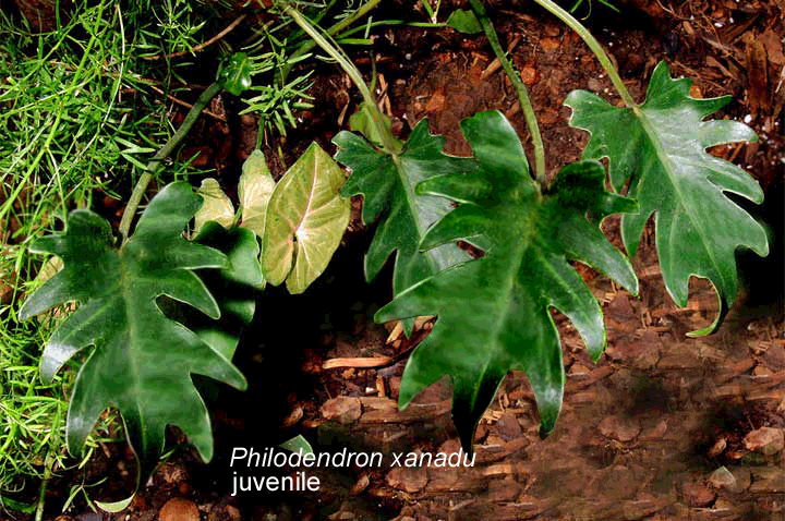 Philodendron xanadu juvenile, Photo Copyright 2005, Steve Lucas, www.ExoticRainforest.com