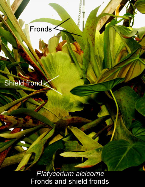 Platycerium alcicorne Desv., Shield frond, Photo Copyright 2009, Steve Lucas, www.ExoticRainforest.com