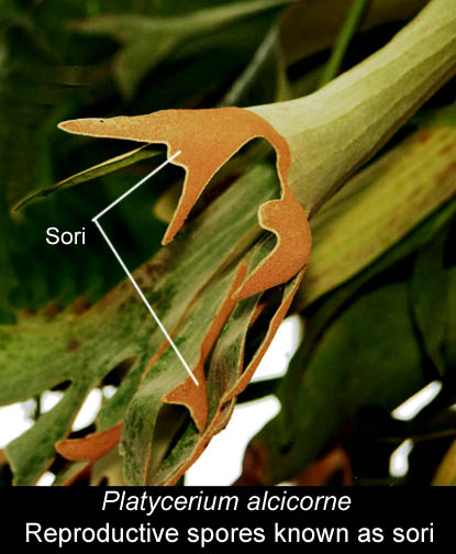 Playtcerium alcicorne spores known as sori, Stagnorn Fern, Photo Copyright 2009, Steve Lucas, www.ExoticRainforest.com