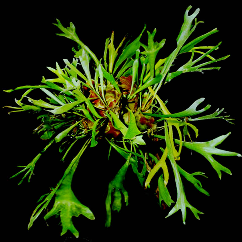 Platycerium alcicorne Desv. Staghorn fern, Photo Copyright 2009, Steve Lucas, www.ExoticRainforest.com
