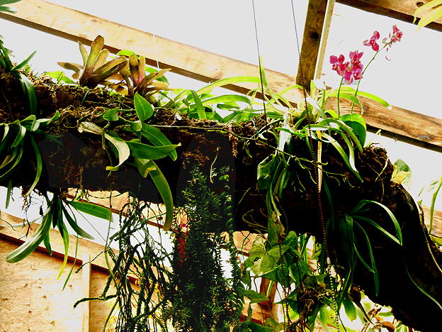 artifical epiphyte tree, Photo Copyright 2008, Steve Lucas, www.ExoticRainforest.com