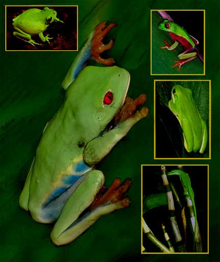 tree frog pictures. Eyed Costa Rican tree frog