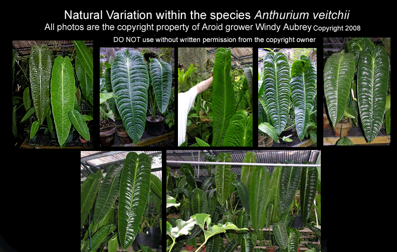 Anthuium veitchii natrual variation, ALL PHOTOS Copyright 2008, Windy Aubrey