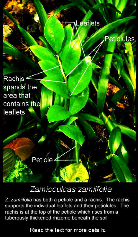 Zamioculcas zamiifolia showing the rachis, petiole, leaflets and petiolules.  The tuberous rhizome is beneath the soil, Photo Copyright 2008, Steve Lucas, www.ExoticRainforest.com