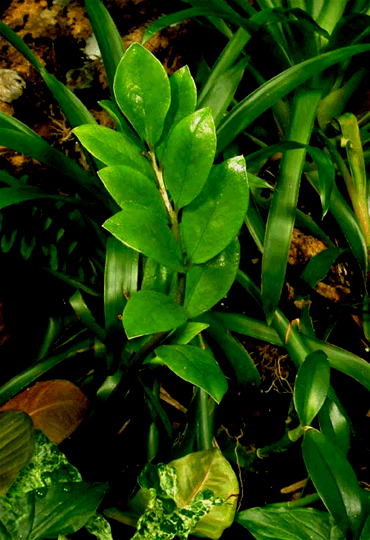 Zamioculcas zamiifolia The Exotic Rainforest