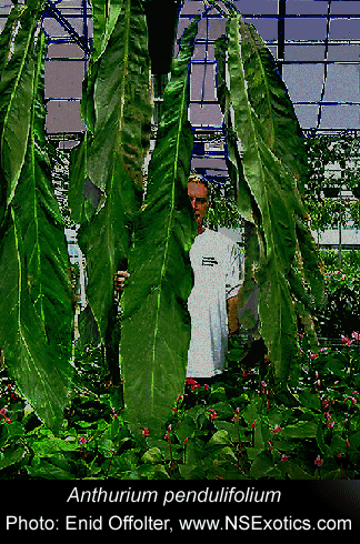 Anthurium pendulifolium, Photo Copyright 2007, Enid Offolter, www.NSExotics.com