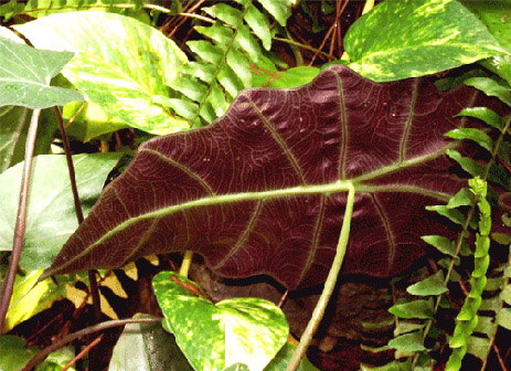 Alocasia Amazonica underside, Photo copyright Steve Lucas, www.ExoticRainforest.com