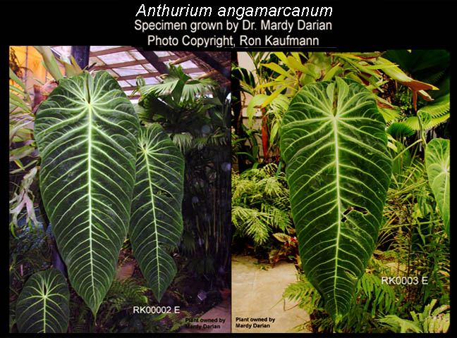 Anthurium angamarcanum variation, Photos Copyright Ron Kaufmann