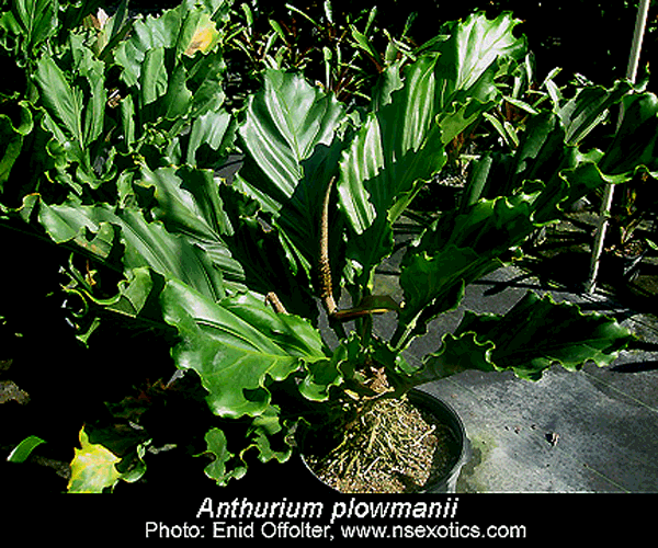 Anthurium Common Name