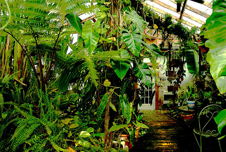 Exotic Rainforest atrium, Siloam Springs, AR, Photo Copyright 2009, Steve Lucas, www.ExoticRainforest.com