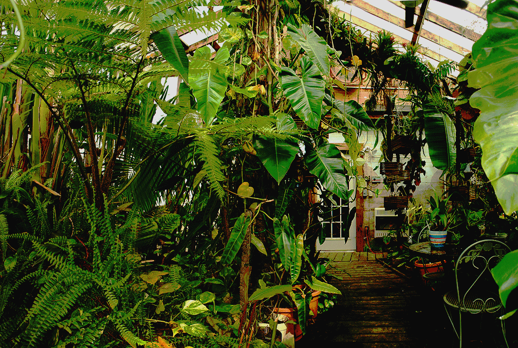 Exotic Rainforest Rare Tropical Plants