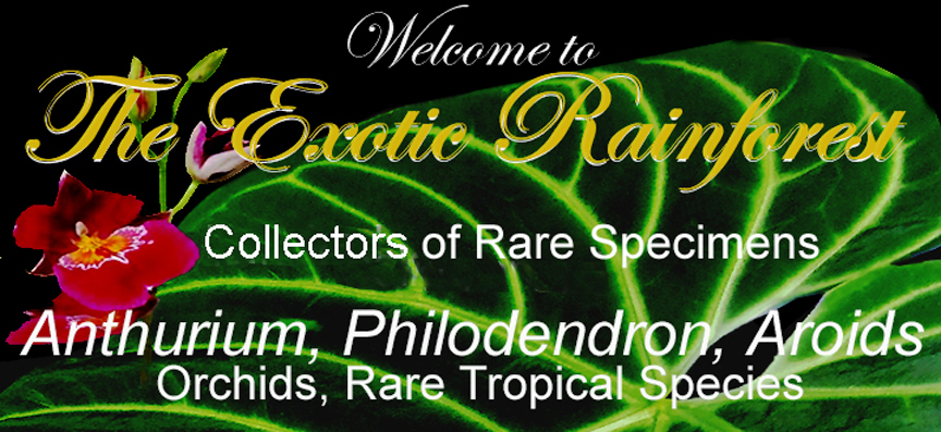 The ExoticRainforest banner, Created by and copyright 2009 Steve Lucas, www.ExoticRainforest.com Co