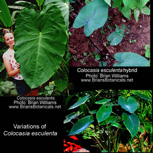 Colocasia esculenta variations, Photos copyright Steve Lucas and Brian Williams, www.ExoticRainforest.com