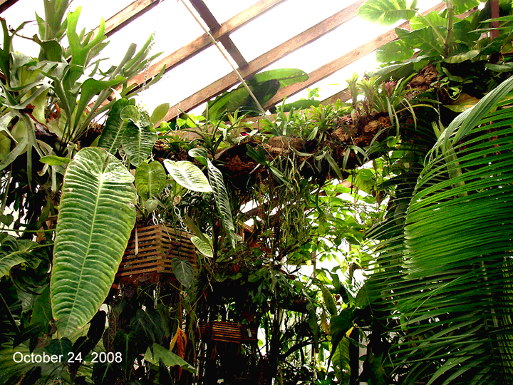 Exotic Rainforest epiphyte log, Siloam Springs, AR, Photo taken October 24, 2008, Photo Copyright 2008, Steve Lucas, www.ExoticRainforest.com