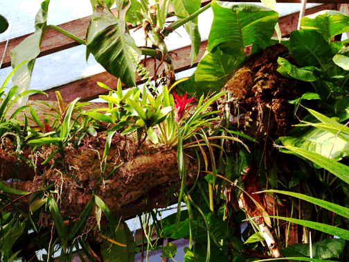 Epiphyte tree, Photo Copyright 2008, Steve Lucas inside the ExoticRainforest tropical atrium, NW Arkanasas