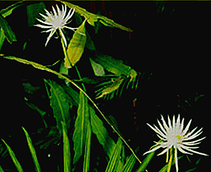 Epiphyllum phyllanthus, Photo Copyright 2003, Steve Lucas