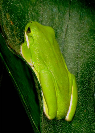 Green tree frog on Playcerium alcicorne, Photo Copyright 2007, Steve Lucas, www.ExoticRainforest.com