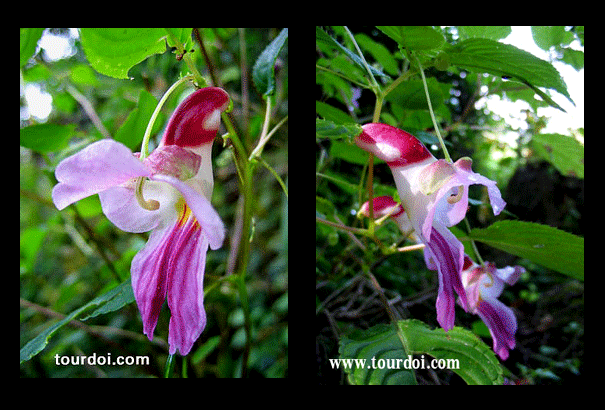 Impatiens psittacina, sometimes called Impatiens psitticina, the Rare Thailand Parrot Flower