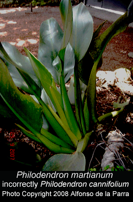 Philodendron martianum, Photo Copyright 2008, Alfonso de la Parra