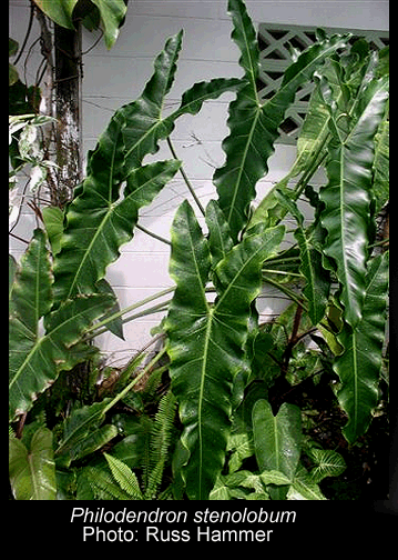    Philodendron stenolobum, Photo Copyright 2008, Russ Hammer