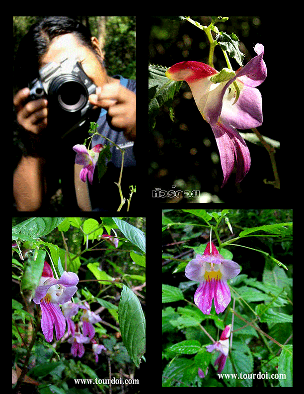 You can join a tour in Thailand to see Impatiens psittacina, the Rare Thailand Parrot Flower