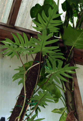 Philodendron mayoi, Photo Copyright 2008, Steve Lucas, www.ExoticRainforest.com