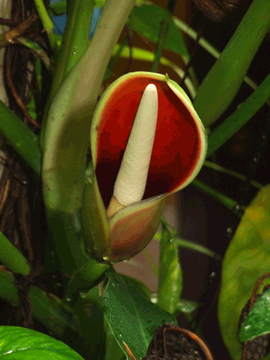 Inflorescence of Philodendron sagittifolium newly opened, Photo Copyright 2008 Steve Lucas, www.ExoticRainforest.com.                