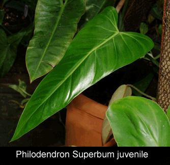 Philodendron Superbum juvenile, Photo Copyright 2008, Steve Lucas, www.ExoticRainforest.com