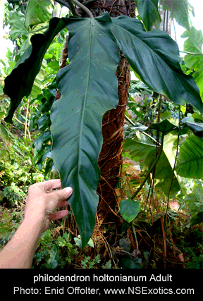 philodendron