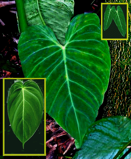 Philodendron melanochrysum Linden & Andr