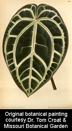 Anthurium crystallinum Linden and Andr, original botanical painting, courtesty Missouri Botanical Garden, St. Louis