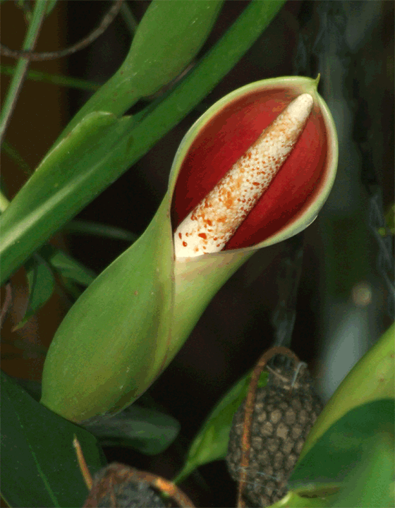 Philodendron sagittifolium spathe and spadix at anthesis, Photo Copyright 2008, Steve Lucas, www.ExoticRainforest.com