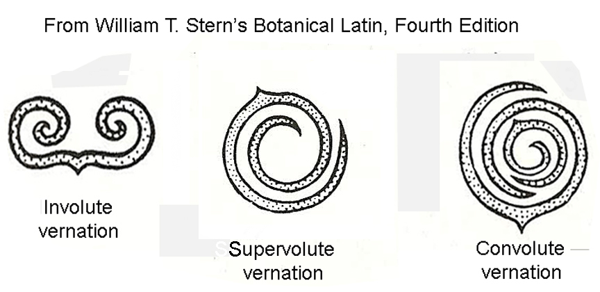 Involute, supervolute and convolute vernation in aroids