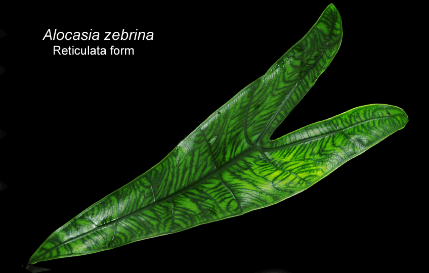 Alocasia zebria reticulata form, inclorrectly Alocasia reticulata, Photo Copyright 2008, Steve Lucas, www.ExoticRainforest.com