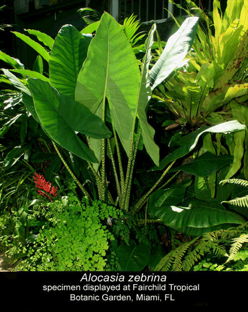 Alocasia zebrina, Photo Copyright 2009, Steve Lucas, www.ExoticRainforest.com