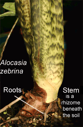 Alocasia zebrina stem, PHOTO COPYRIGHT 2008, Steve Lucas, www.ExoticRainforest.com