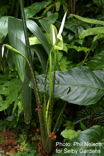 Alocasia retiuclata, a form of Alocasia zebrina, Photo Copyright 2008, Phil Nelson for Selby Gardens