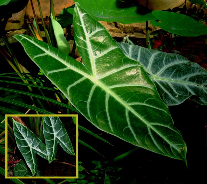 Alocasia longiloba, Alocasia lowii, Exotic Rainforest rare