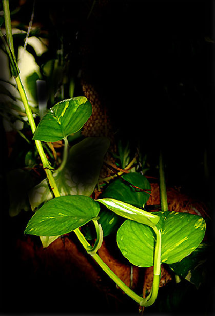 Epipremnum aureum, Epipremnum pinnatum var. Aureum, Scindapsus aureus,  Pothos aureus, Pothos, Money Plant